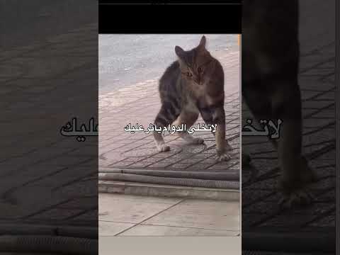 مسألة تحدي #اكسبلور #cat