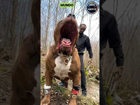😱El MAYOR AMANTE DE PERROS DEL MUNDO ❤️ #bestvideo #viral #shorts #beautiful #world