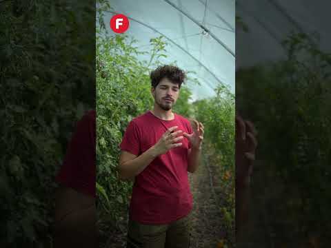 Cum poți folosi oțetul de lemn în solar🪵
