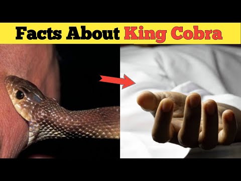 Facts About King Cobra Snake 🐍