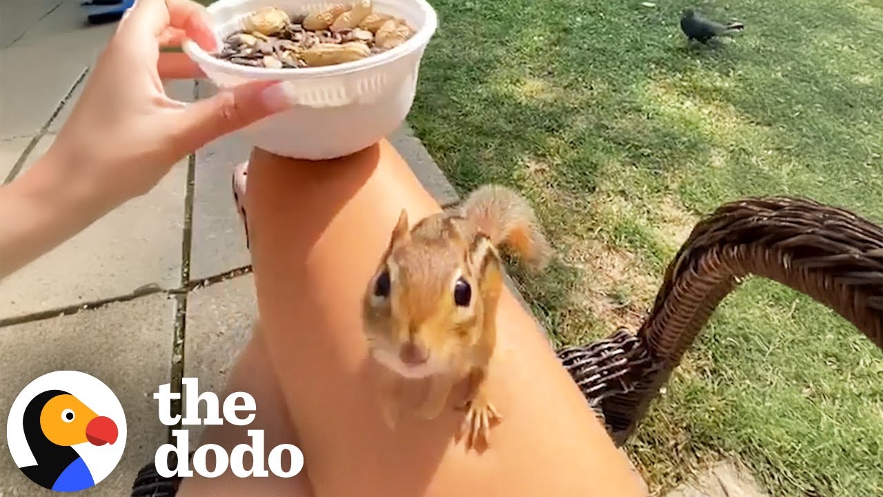 Chipmunk Plays Freeze Game With His Human BFF - The Dodo