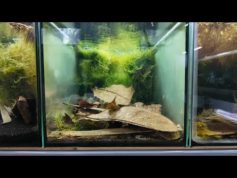 Thriving Golden Bee Shrimp Colony - Tank 12 📘 Neocaridina for Dummies
https_//payhip.com/b/WgSpi

📘 Caridina for Dummies
https_//payhip.co