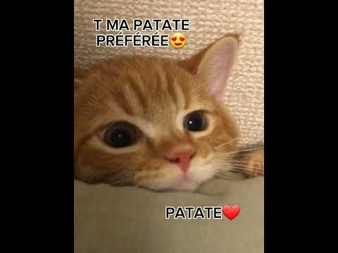 Nn les kebabs c mieux😒#humour#chat#drole