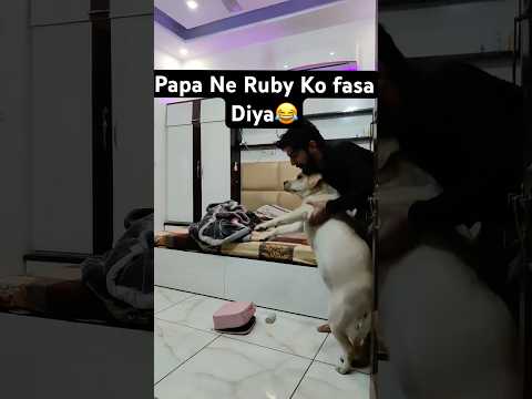 Ruby ko fasa diya 😂 ll labra rubi ll #youtubeshorts #labradorretreiver #trendingshorts #funny