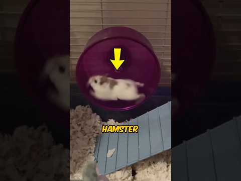 OS HAMSTER PRECISAM DA RODINHA             #animais #hamster #viralshorts #curiosidades