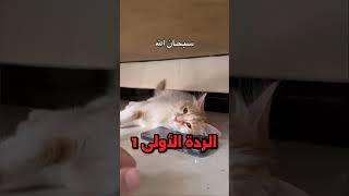 هذه القطة كانت تمنع الرجل من أخذ تلفونه 😱