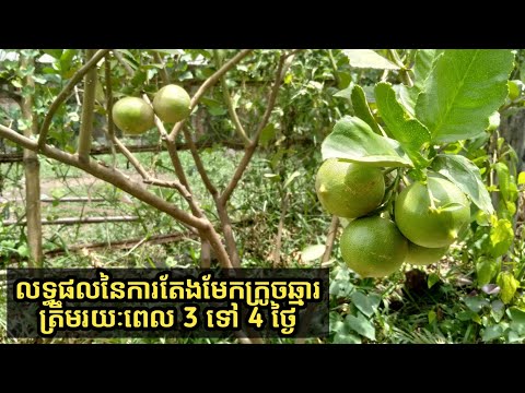 លទ្ធផលនៃការតែងមែកក្រូចឆ្មារត្រឹមរយៈពេល 3 ទៅ 4 ថ្ងៃ