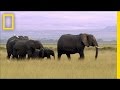 Elephants: Conservation and Challenges