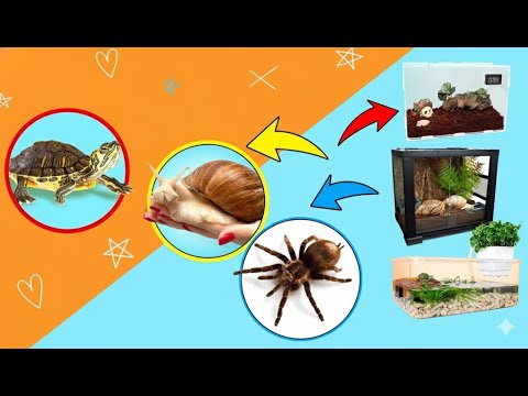 🕷️🐹 段ボール迷路でペット大冒険！ハムスター＆クモの秘密基地づくり！🏠✨