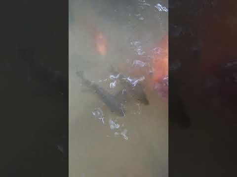 đi câu cá về thả hồn nuôi giờ nó đạn thấy sợ..@chautientv