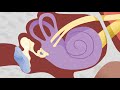 Understanding the Ear and Its Functions