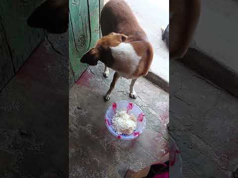 bezubaan ki jaan  😢😔 #dog #jaan #petshub #dogshorts #shorts #ytshorts