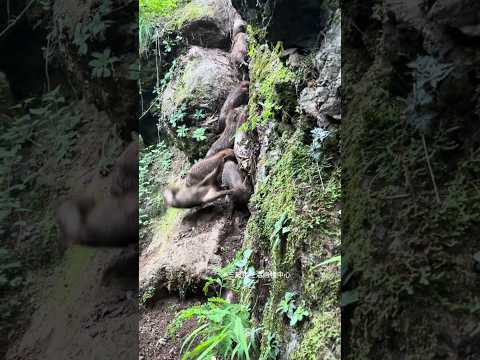 Amazing Wild Baby Boar Climb Mountain 🐗 #warthog #pig #boar #hog #viral #animal #wildboar #wildlife
