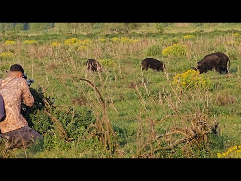 CAZA DE CHANCHOS CON PCP 🐷 mira esta caceria!!