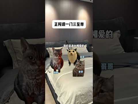 猫の動画サムネイル - 正所谓一门三至尊#有趣 #猫meme #猫meme剧场 #猫meme小剧场 #内容过于真实  #故事 #貓 #猫猫meme小剧场 #喵不可言