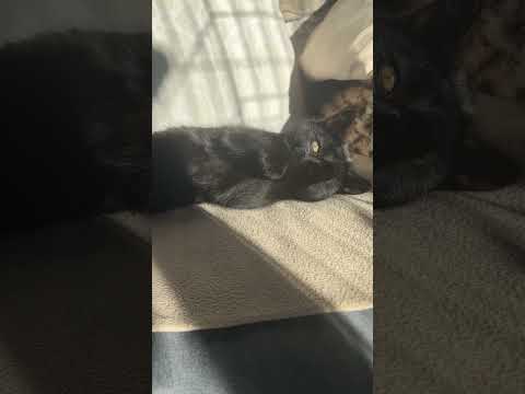 Mary, our new addition. #blackcat  #blackkitten  #feralkitten