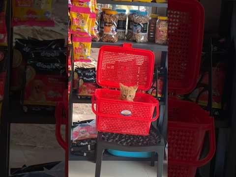 ചച്ചു അനാഥനല്ല പക്ഷെ ഗുണ്ടയാണ് .ചച്ചുവിന്റെ രണ്ടാം വരവ് #kerala #malayali  #pets #cats #dogs