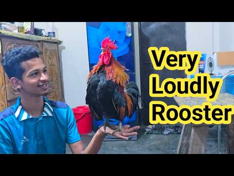 Ultimate Rooster Crowing Compilation 2026 | Real Farm Morning Alarm Sound Effect (HD)