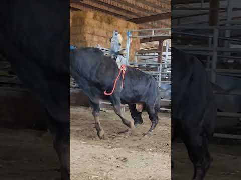 bonito se eleva #toros #cow #rancho #animals #ganaderia #ganado #jaripeo #rodeo #mascotas #bulls