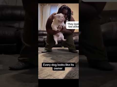 Dog looks like his owner!! 🤣 #viral #trending #funny