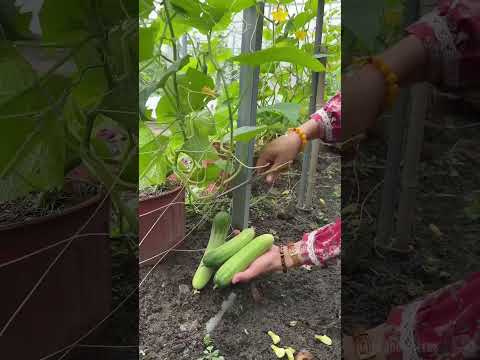 Thu hoạch Dưa leo - Rạng Đông seeds #hatgiongrangdong #rangdongseeds