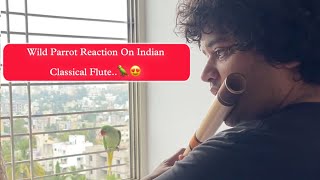 Wild Parrot Reaction On Indian Classical Flute..🦜😍 #viral #viralvideo #flute #music #trendingvideo