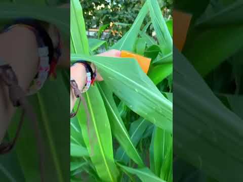 Realize NOT LOL sorry 🤮😂😂#trend#magic #tutorial #backstage #creative#shorts