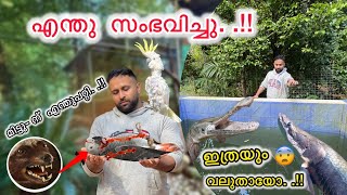 എന്തു സംഭവിച്ചു ..!! 🥹What happened in our backyard Aviary..!! | Hand￼ Feeding  Our Monster Fishes