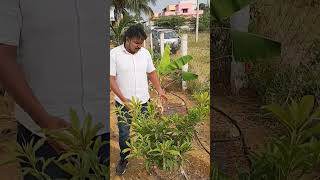 சப்போட்டா பழம் | Sapota fruit🍑 #shorts #trending