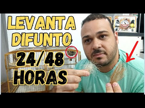 MEXIDA 24/48 HORAS SOLTOS JUNTOS TODOS SEGREDOS REVELADOS COLEIRO PAPACAPIM