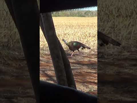 Ocellated Turkey with a recurve in Mexico