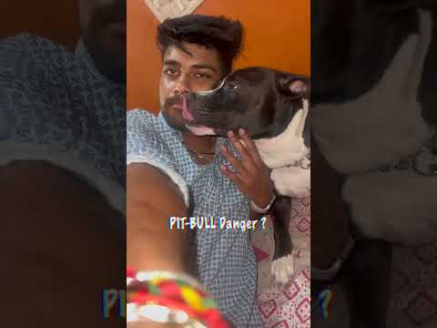 PitBull Nea Kaat Liya ? | Day 39❤️ #100dayschallenge