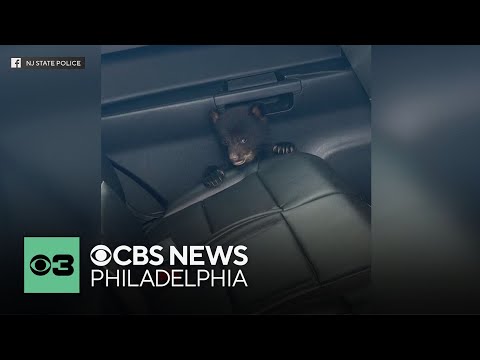 YouTube video thumbnail: New Jersey State Police Rescue Abandoned Bear cub on I-78