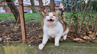 This Hungry Cat Won’t Stop Loudly Meowing Until Fed