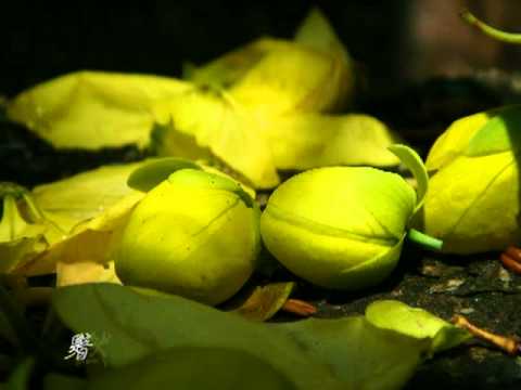 《雨裡的淚水 ☆ Rain & Tears》