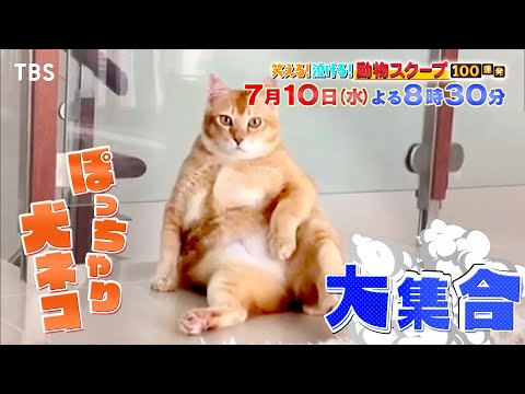 爆笑必至!ぽっちゃり犬ネコ大集合!!『動物スクープ100連発』7/10(水)【TBS】