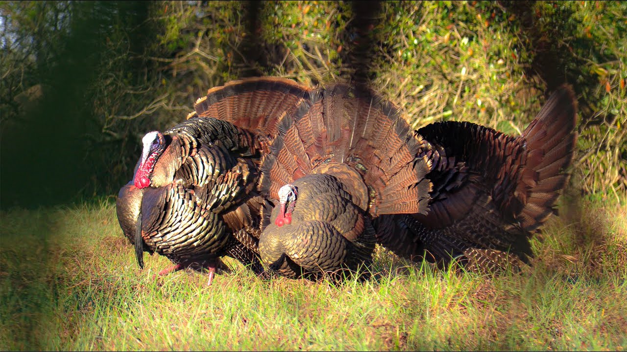 NON STOP GOBBLES! EPIC Osceola Turkey Hunt 2021 Catch Clean Cook Florida Turkey Hunting