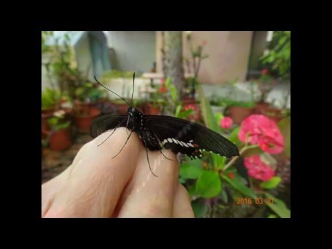 玉帶鳳蝶的一生 - YouTube