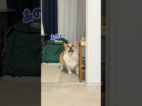 届きそうで届かないおもちゃが欲しいコーギー犬