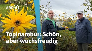 Neophyt Topinambur: Essbar, pflegeleicht - aber ausbreitungswütig | MDR Garten | MDR