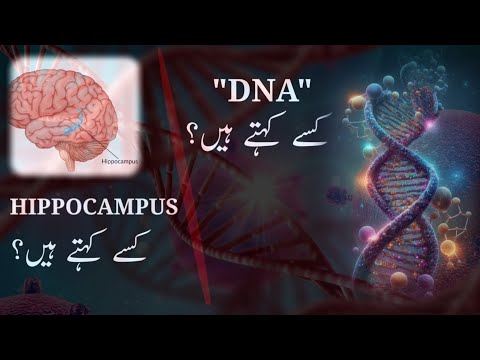 "DNA" Kise Kehte Hain? "HIPPOCAMPUS" Kise Kehte Hain? #dna #hippocampus #allahkiqudrat