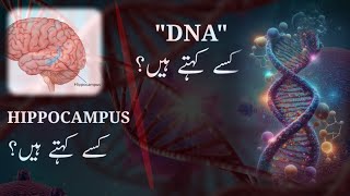 "DNA" Kise Kehte Hain? "HIPPOCAMPUS" Kise Kehte Hain? #dna #hippocampus #allahkiqudrat