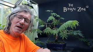 Pruning My Powderpuff Calliandra, The Bonsai Zone, Aug 2025