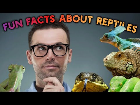 Be Amazed! Discover the Most Incredible Reptile Facts from All Over the World!