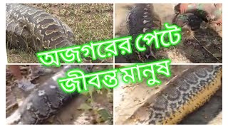 অজগরের পেটে জীবন্ত মানুষ|| Python swallows a man||