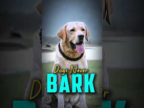 Dogs Never Bark 💔🙂 | Tiger Editz | #shorts #song #movie