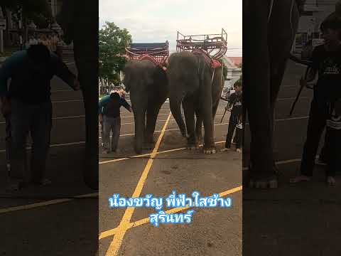 น้องขวัญพี่ฟ้าใสช้างสุรินทร์นุ่งชุดไทยตักบาตรพระกับช้างผ้าไห