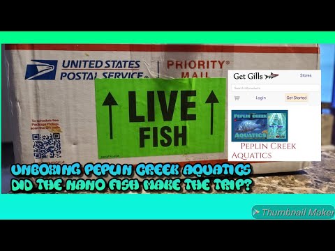 What's Inside? Unboxing from Peplin Creek Aquatics #unboxings  #nanofish #aquarium #peplincreekaquatics #getgills

In this video, we're unboxing a new 