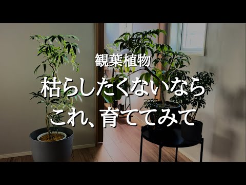 【ほんとに枯れない】初心者でも大丈夫！超丈夫でおしゃれな「シェフレラ」の育て方と特徴 | 水やり | 置き場所 | 植え替え | おすすめ品種