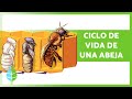 Bee Life Cycle and Roles